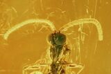 Several Fossil Flies (Diptera) In Baltic Amber #105529-6